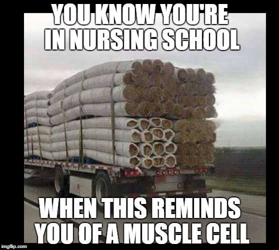 YOU KNOW YOU'RE IN NURSING SCHOOL WHEN THIS REMINDS YOU OF A MUSCLE CELL | image tagged in nurse,school,muscles | made w/ Imgflip meme maker