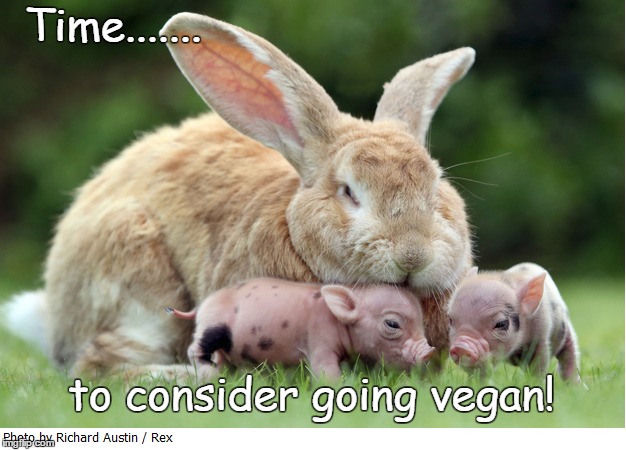 Time to consider going vegan! - Imgflip