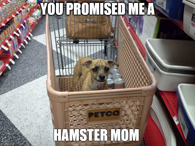 Popeye shops | YOU PROMISED ME A HAMSTER MOM | image tagged in funny dogs | made w/ Imgflip meme maker