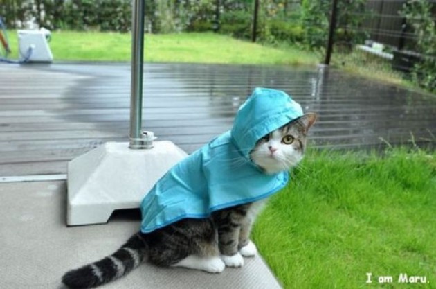cat in raincoat Blank Meme Template