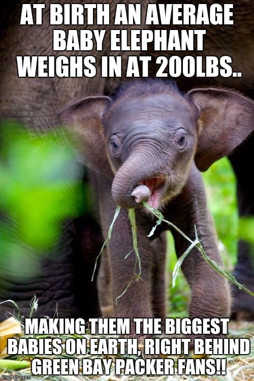 AT BIRTH AN AVERAGE BABY ELEPHANT WEIGHS IN AT 200LBS.. MAKING THEM THE BIGGEST BABIES ON EARTH, RIGHT BEHIND GREEN BAY PACKER FANS!! | image tagged in football,packers,green bay | made w/ Imgflip meme maker