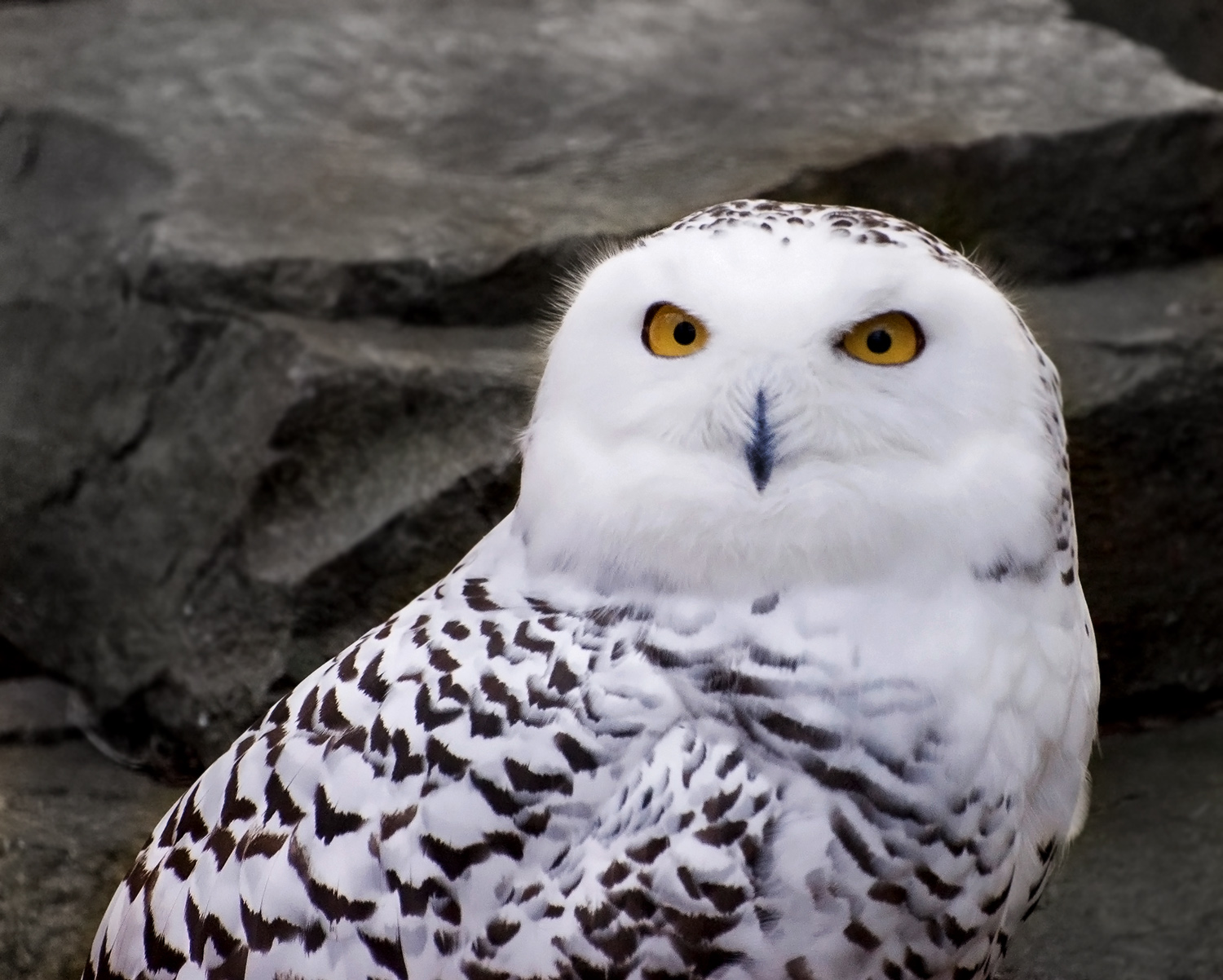 Snowy Owl of doubt Blank Meme Template