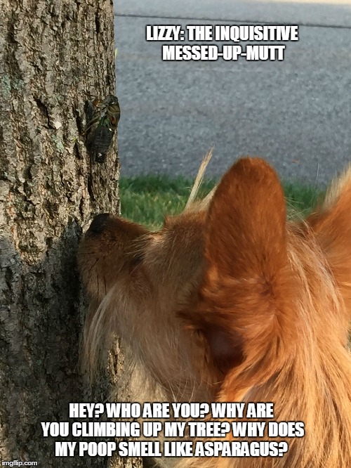 Lizzy: The Inquisitive Messed-Up-Mutt | LIZZY: THE INQUISITIVE MESSED-UP-MUTT HEY? WHO ARE YOU? WHY ARE YOU CLIMBING UP MY TREE? WHY DOES MY POOP SMELL LIKE ASPARAGUS? | image tagged in funny dogs,funny memes | made w/ Imgflip meme maker