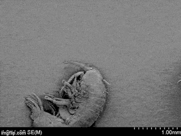 qecn1.gif
