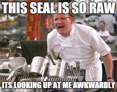 Gordon Ramsey meme | THIS SEAL IS SO RAW ITS LOOKING UP AT ME AWKWARDLY | image tagged in gordon ramsey meme,awkward moment sealion | made w/ Imgflip meme maker