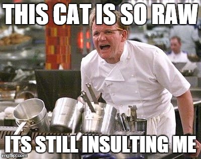 Gordon Ramsey meme | THIS CAT IS SO RAW ITS STILL INSULTING ME | image tagged in gordon ramsey meme | made w/ Imgflip meme maker