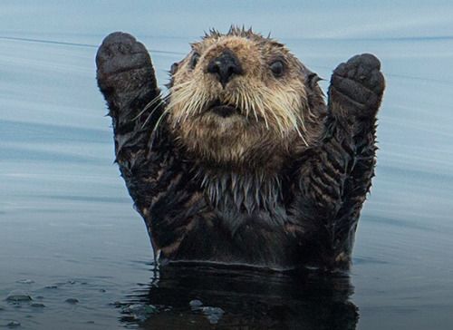Hands up otter Blank Meme Template