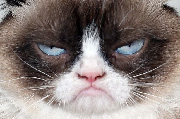 Grumpy Cat Returns Blank Meme Template
