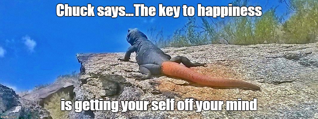 Chuckwalla wisdom | Chuck says...The key to happiness is getting your self off your mind | image tagged in chuck the chuckwalla says | made w/ Imgflip meme maker