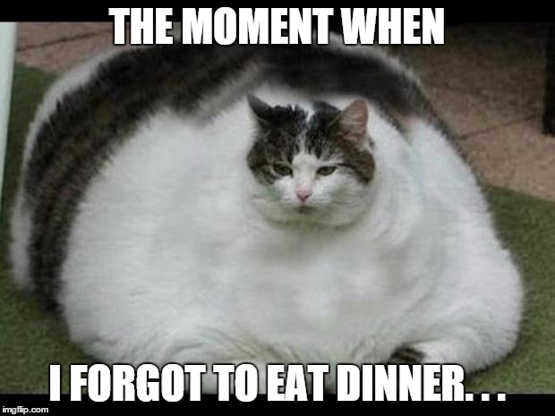Phat cat... | THE MOMENT WHEN I FORGOT TO EAT DINNER. . . | image tagged in fat cat,forgot | made w/ Imgflip meme maker