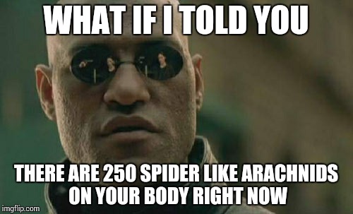 Matrix Morpheus | WHAT IF I TOLD YOU THERE ARE 250 SPIDER LIKE ARACHNIDS ON YOUR BODY RIGHT NOW | image tagged in memes,matrix morpheus | made w/ Imgflip meme maker