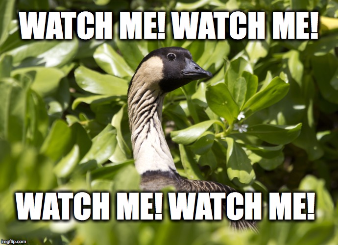 Watch me! Watch me! | WATCH ME! WATCH ME! WATCH ME! WATCH ME! | image tagged in hawaii,silento,watch me,hawaiian,nene,bird | made w/ Imgflip meme maker