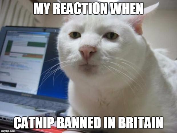 Serious Cat | MY REACTION WHEN CATNIP BANNED IN BRITAIN | image tagged in serious cat | made w/ Imgflip meme maker