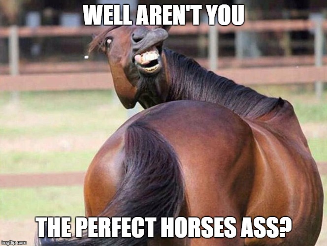 WELL AREN'T YOU THE PERFECT HORSES ASS? | image tagged in horses ass | made w/ Imgflip meme maker