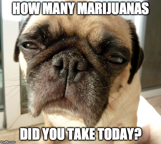 HOW MANY MARIJUANAS DID YOU TAKE TODAY? | image tagged in marijuana | made w/ Imgflip meme maker