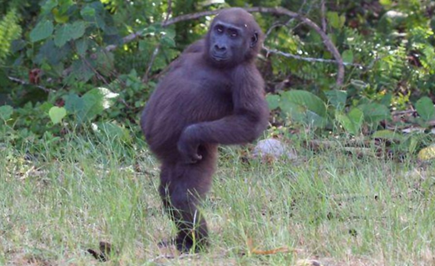 so fabulous Blank Meme Template