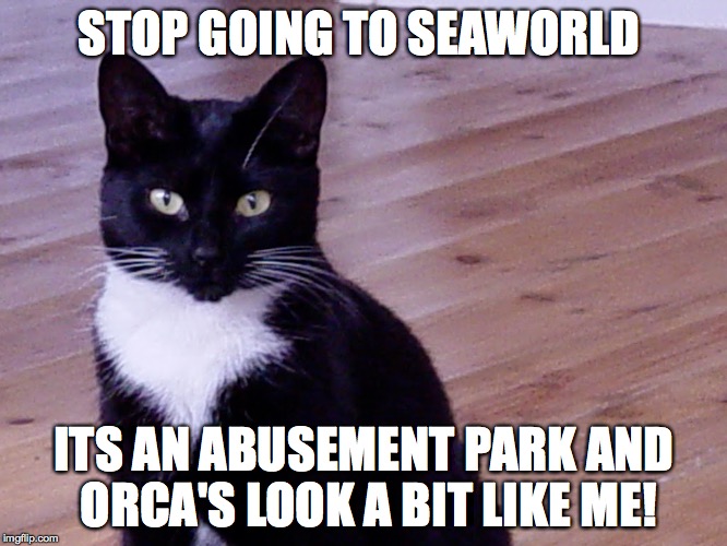 Inca the cat  | STOP GOING TO SEAWORLD ITS AN ABUSEMENT PARK AND ORCA'S LOOK A BIT LIKE ME! | image tagged in seaworld,cats | made w/ Imgflip meme maker
