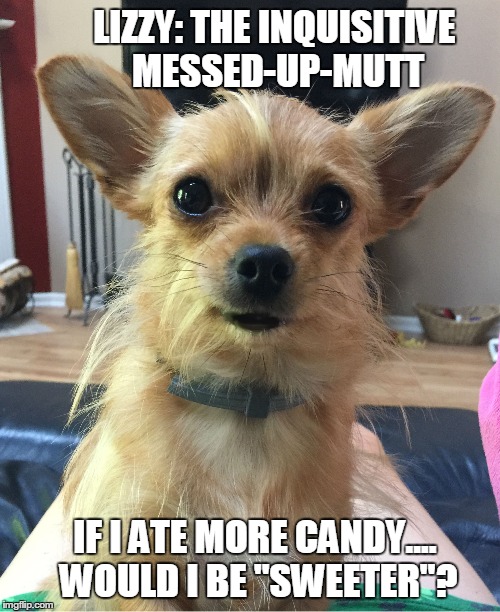 Lizzy: The Inquisitive Messed-Up-Mutt | LIZZY: THE INQUISITIVE MESSED-UP-MUTT IF I ATE MORE CANDY....  WOULD I BE "SWEETER"? | image tagged in funny dogs,funny memes | made w/ Imgflip meme maker