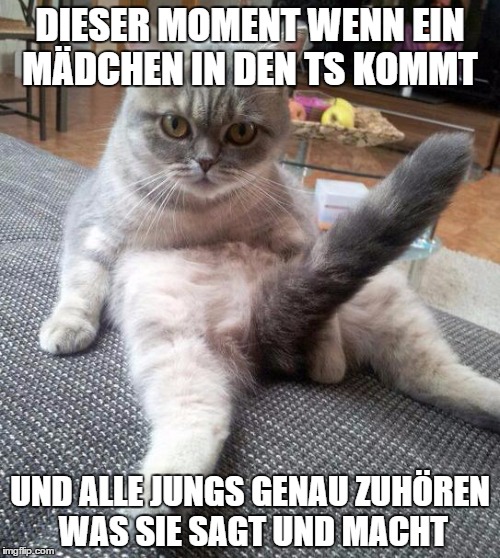 Sexy Cat Meme | DIESER MOMENT WENN EIN MÄDCHEN IN DEN TS KOMMT UND ALLE JUNGS GENAU ZUHÖREN WAS SIE SAGT UND MACHT | image tagged in memes,sexy cat | made w/ Imgflip meme maker