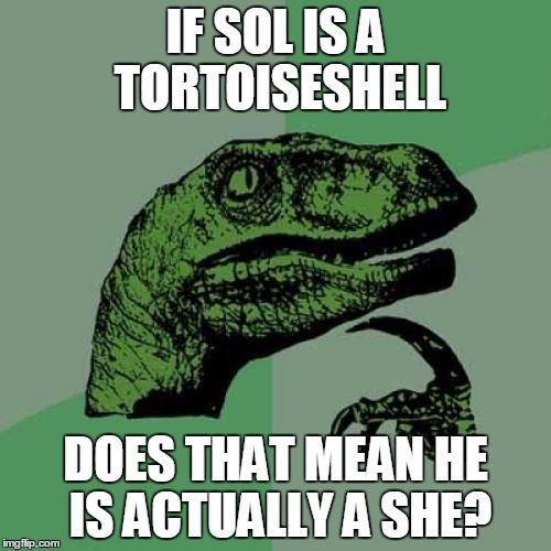 Philosoraptor | IF SOL IS A TORTOISESHELL DOES THAT MEAN HE IS ACTUALLY A SHE? | image tagged in memes,philosoraptor | made w/ Imgflip meme maker