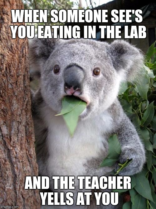 Surprised Koala | WHEN SOMEONE SEE'S YOU EATING IN THE LAB AND THE TEACHER YELLS AT YOU | image tagged in memes,surprised koala | made w/ Imgflip meme maker