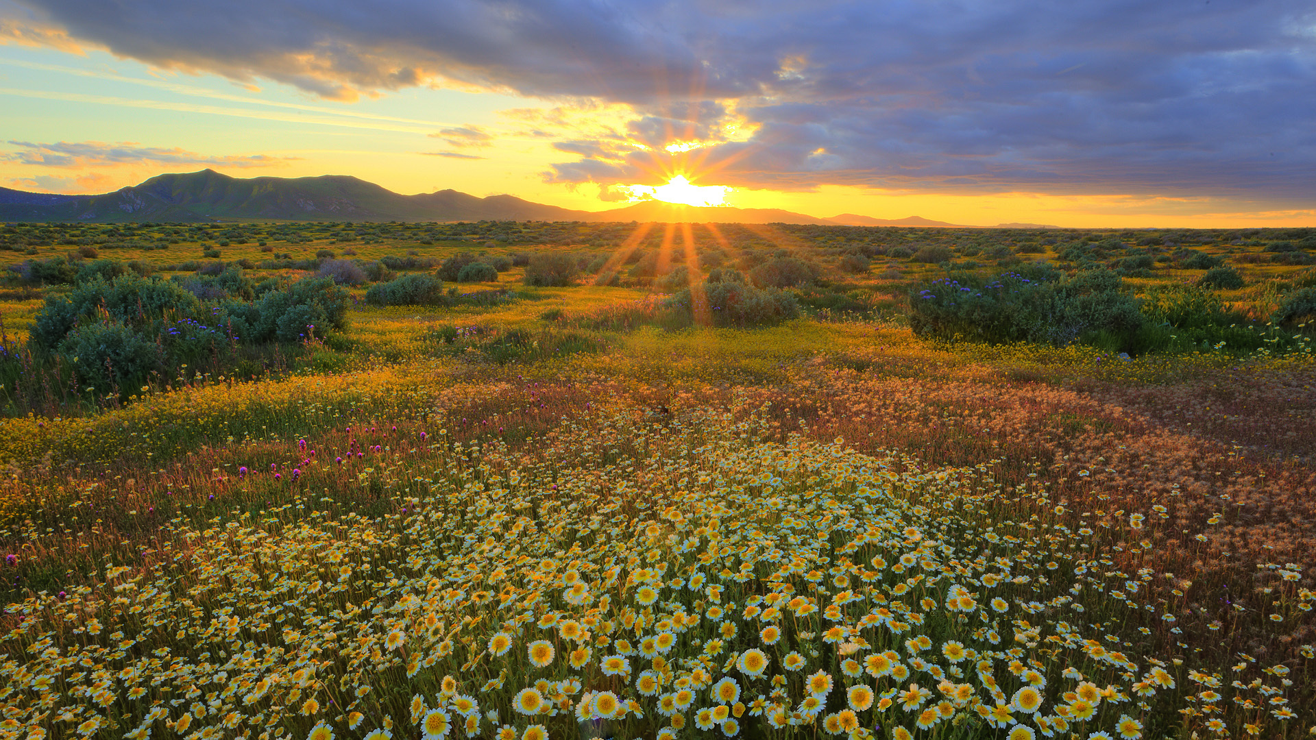 High Quality sun rays flowers Blank Meme Template