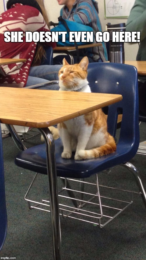 Campus Cat | SHE DOESN'T EVEN GO HERE! | image tagged in campus cat | made w/ Imgflip meme maker