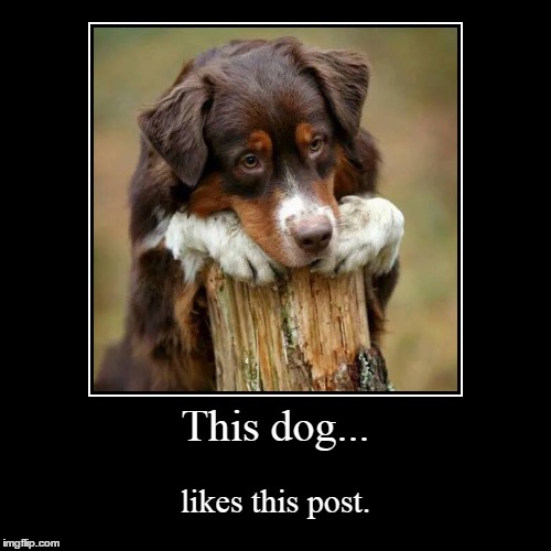 Poster Boy | image tagged in funny,demotivationals,dogs | made w/ Imgflip demotivational maker