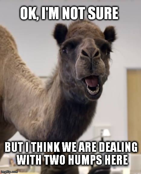 Two Hump Day | OK, I'M NOT SURE BUT I THINK WE ARE DEALING WITH TWO HUMPS HERE | image tagged in hump day | made w/ Imgflip meme maker