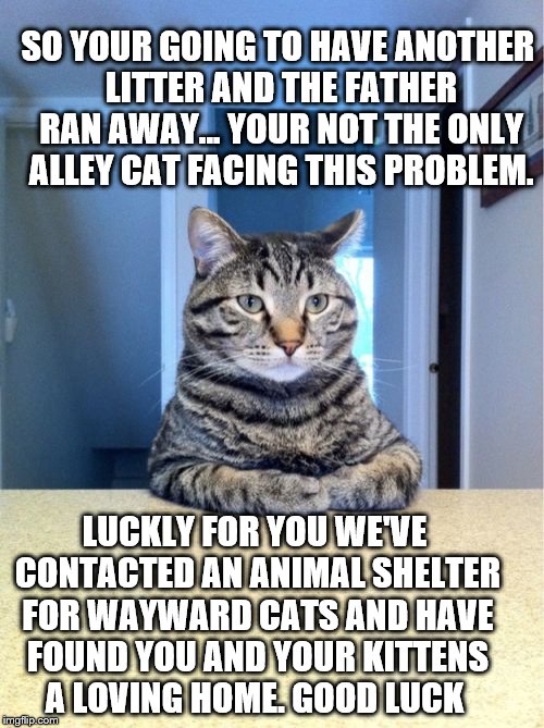 Social Worker Cat: Take a seat | SO YOUR GOING TO HAVE ANOTHER LITTER AND THE FATHER RAN AWAY... YOUR NOT THE ONLY ALLEY CAT FACING THIS PROBLEM. LUCKLY FOR YOU WE'VE CONTAC | image tagged in memes,take a seat cat,kittens,animal,shelter,social worker | made w/ Imgflip meme maker