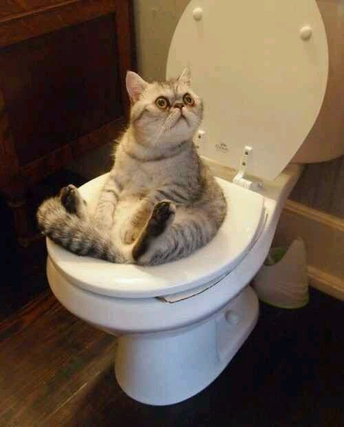 Toilet cat Blank Meme Template