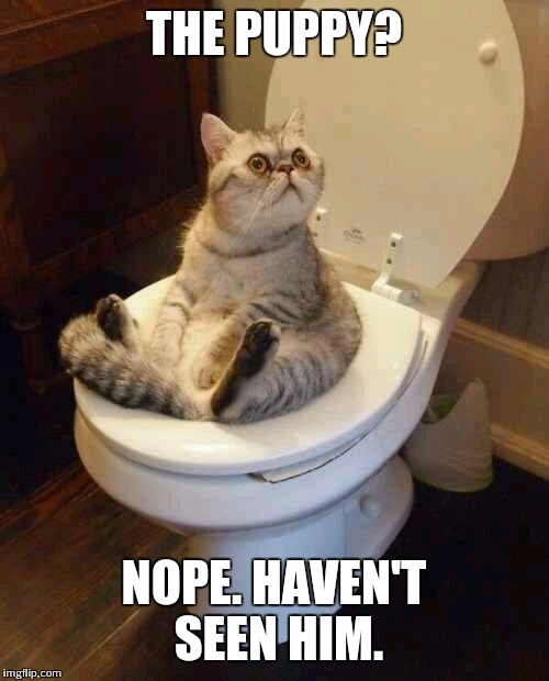 Toilet cat | THE PUPPY? NOPE. HAVEN'T SEEN HIM. | image tagged in toilet cat | made w/ Imgflip meme maker