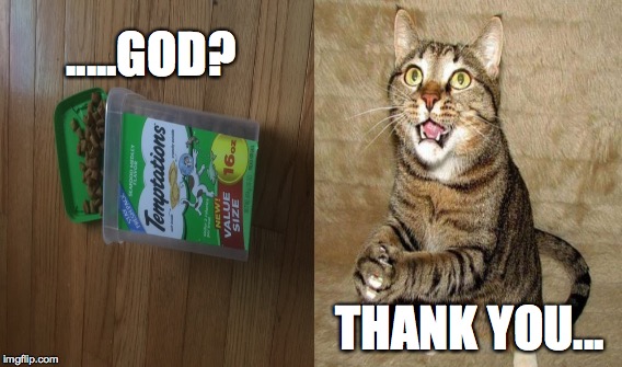 Thank you cat | THANK YOU... .....GOD? | image tagged in thank you,cat,cats,treats,funny memes,funny cats | made w/ Imgflip meme maker