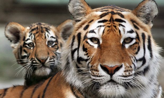 tigers bullpen with real tigers Blank Meme Template