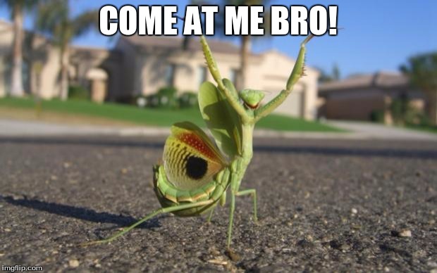 It's on! | COME AT ME BRO! | image tagged in praying mantis,insect,animals,memes,come at me bro,funny | made w/ Imgflip meme maker