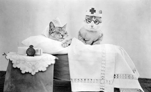 Cat Nurse Blank Meme Template