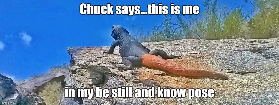 Chuckwalla wisdom | Chuck says...this is me in my be still and know pose | image tagged in chuck the chuckwalla says,funny | made w/ Imgflip meme maker