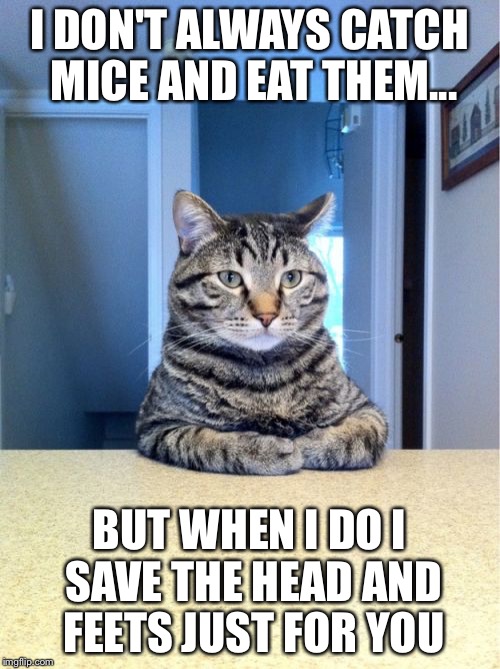 Take A Seat Cat Meme Imgflip