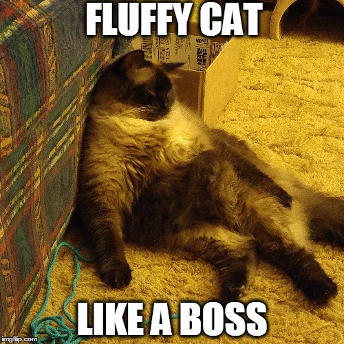 Fluffy Cat - Like a Boss | FLUFFY CAT LIKE A BOSS | image tagged in fluffy,cat,boss | made w/ Imgflip meme maker