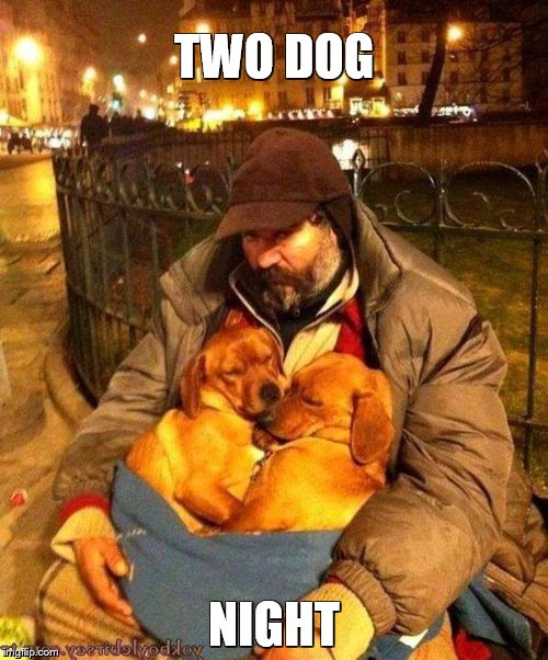 TWO DOG NIGHT | image tagged in dogs | made w/ Imgflip meme maker