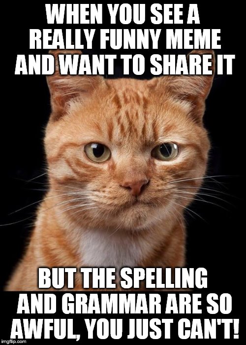Frustrated Cat | WHEN YOU SEE A REALLY FUNNY MEME AND WANT TO SHARE IT BUT THE SPELLING AND GRAMMAR ARE SO AWFUL, YOU JUST CAN'T! | image tagged in frustrated cat | made w/ Imgflip meme maker