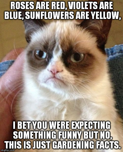 Grumpy Cat | ROSES ARE RED, VIOLETS ARE BLUE, SUNFLOWERS ARE YELLOW, I BET YOU WERE EXPECTING SOMETHING FUNNY BUT NO, THIS IS JUST GARDENING FACTS. | image tagged in memes,grumpy cat | made w/ Imgflip meme maker