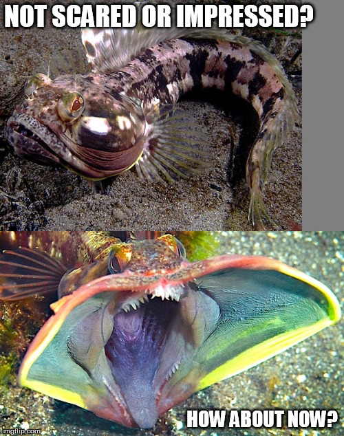 sarcastic fringehead | NOT SCARED OR IMPRESSED? HOW ABOUT NOW? | image tagged in fish,scary,mean,sarcastic,fringehead | made w/ Imgflip meme maker