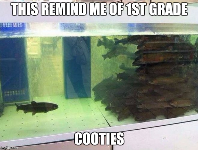Unpopular Fish | THIS REMIND ME OF 1ST GRADE COOTIES | image tagged in unpopular fish | made w/ Imgflip meme maker