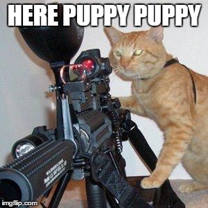 cat with gun | HERE PUPPY PUPPY | image tagged in cat with gun | made w/ Imgflip meme maker
