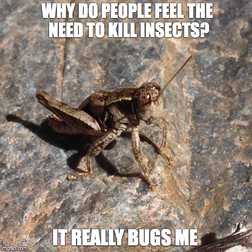 WHY DO PEOPLE FEEL THE NEED TO KILL INSECTS? IT REALLY BUGS ME | image tagged in bugs,insects,people,beyonce | made w/ Imgflip meme maker