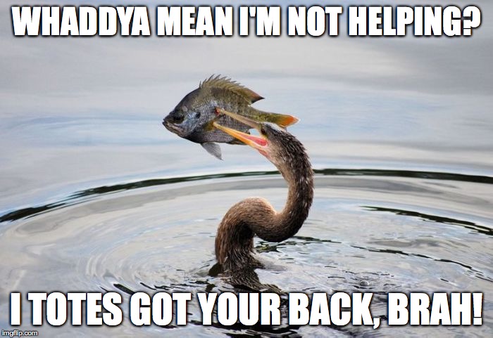 Unhelpful Brah | WHADDYA MEAN I'M NOT HELPING? I TOTES GOT YOUR BACK, BRAH! | image tagged in fish,cormorand,whaddya mean i'm not helping i totes got your back brah | made w/ Imgflip meme maker