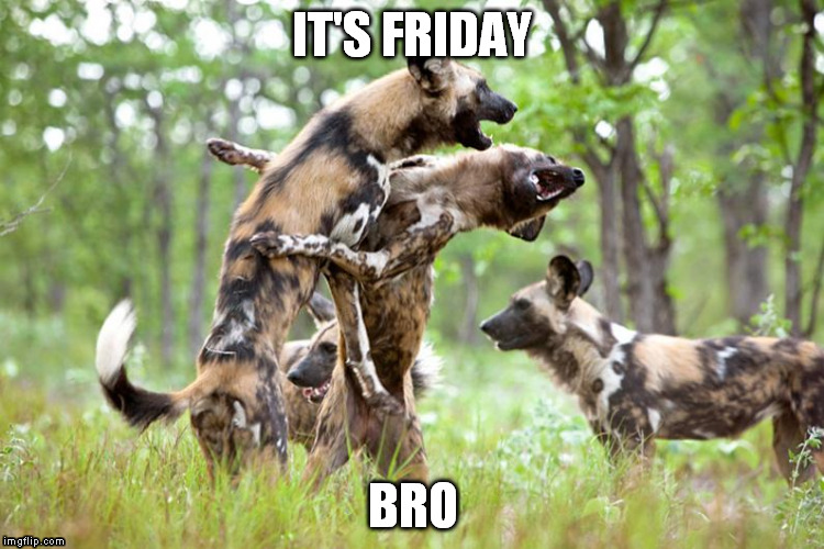 It's Friday Bro | IT'S FRIDAY BRO | image tagged in friday,funny,dogs | made w/ Imgflip meme maker