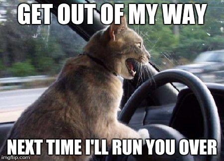 catsale | GET OUT OF MY WAY NEXT TIME I'LL RUN YOU OVER | image tagged in catsale | made w/ Imgflip meme maker