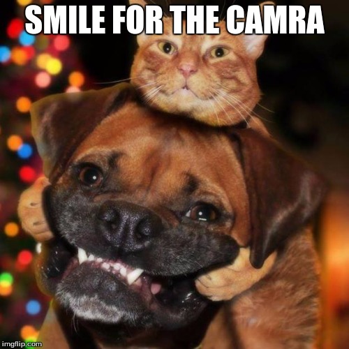 dogs an cats | SMILE FOR THE CAMRA | image tagged in dogs an cats | made w/ Imgflip meme maker